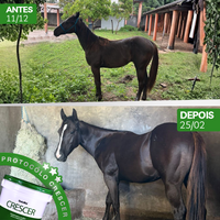 Crescer Univittá 2,5kg e 10kg – Suplemento para Crescimento e Desenvolvimento de Potros
