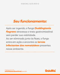Vermiflora Univittá 2kg – Suplemento para Controle Biológico de Vermes e Redução da Contaminação Ambiental